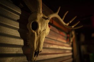 IMG_0663_1 IMG_0663_1